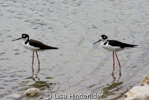 Shorebird Duo by Lisa Hinderlider 